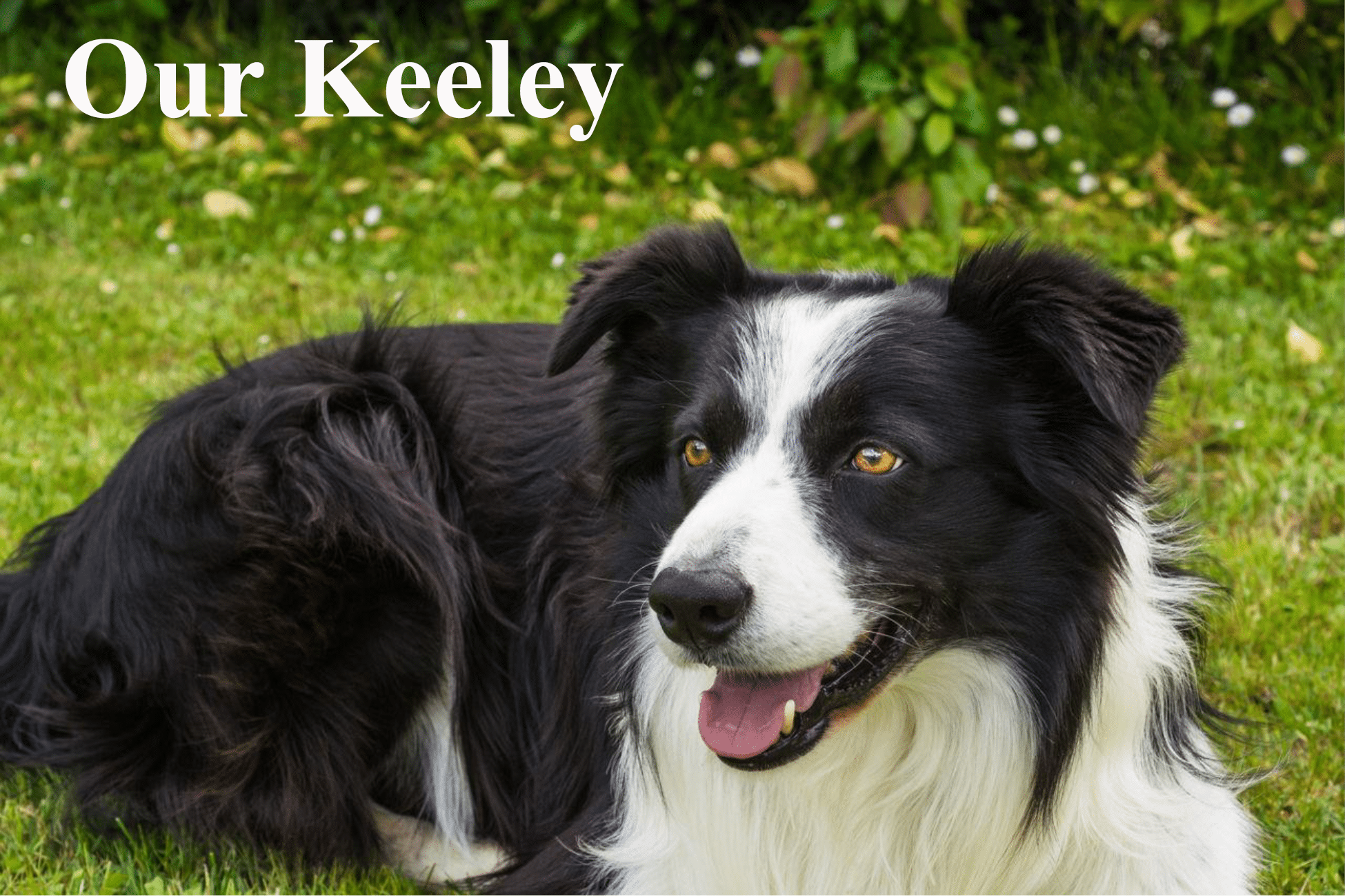 Black and white Border Collie on grass