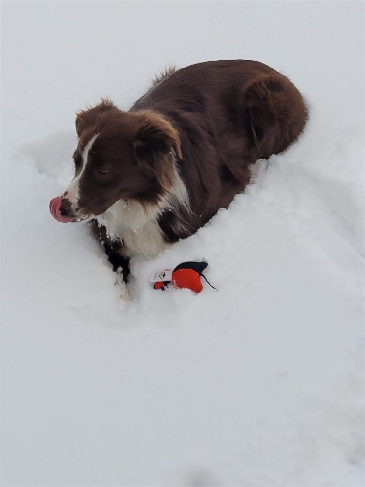 anytimebins dog in snow web